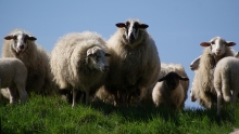 Sheeps-free-license-CC0_0